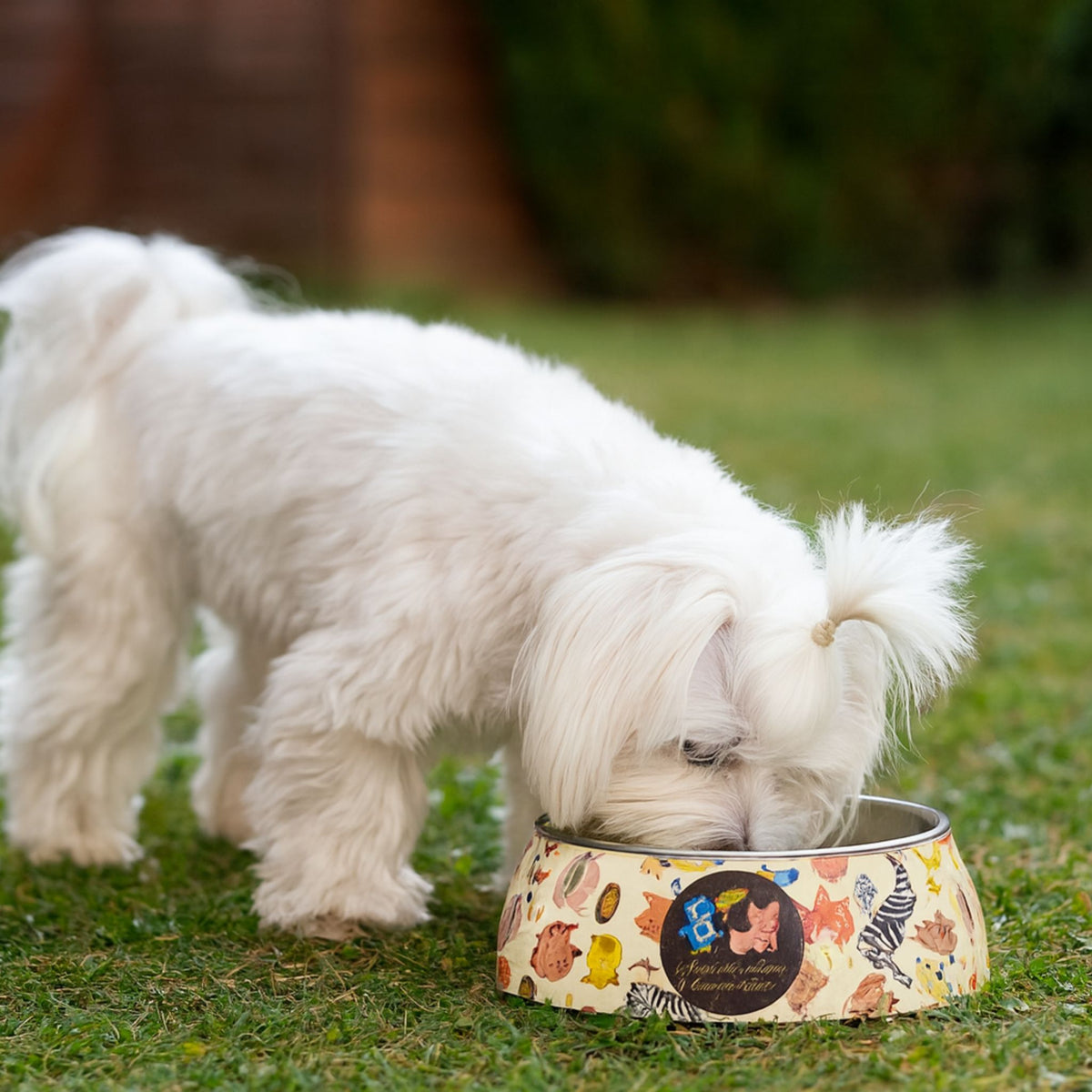 Non-Slip Pet Bowl – Cute Melamine Design + Stainless Steel Insert