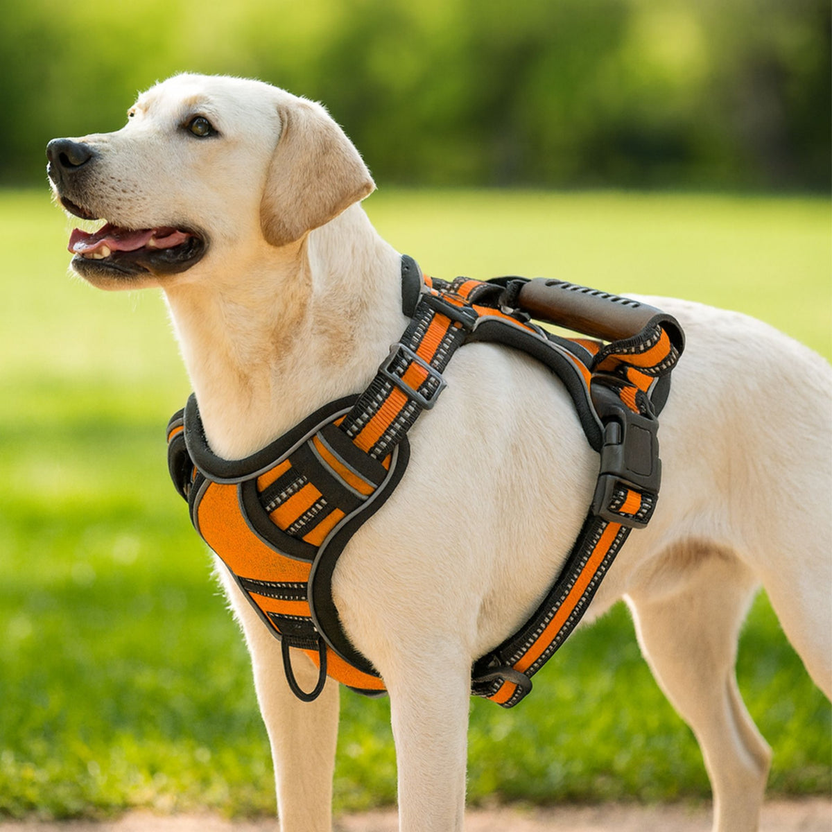 Reflective No-Pull Dog Harness – Adjustable, Safe & Comfortable for Night Walks
