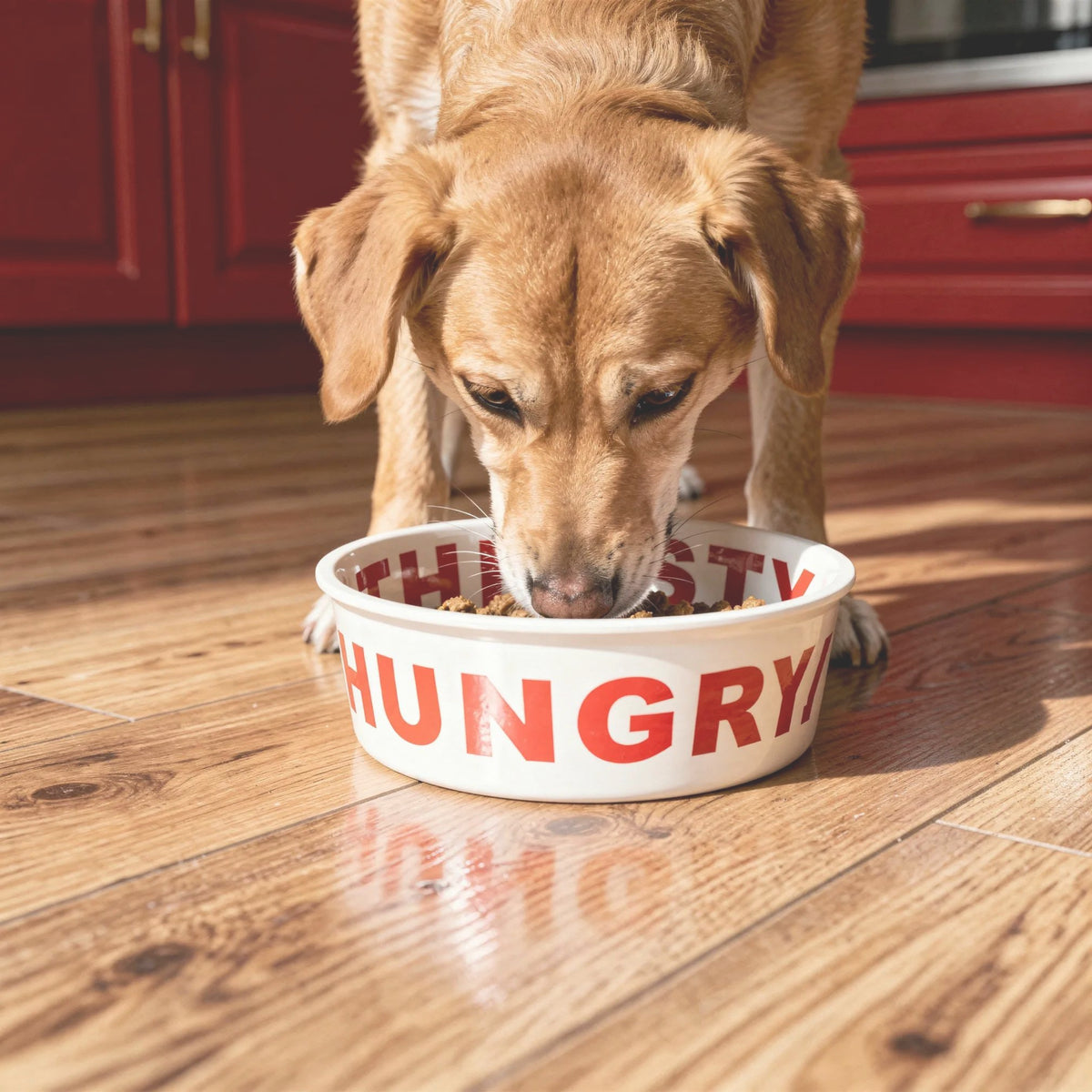 "HUNGRY & THIRSTY" Ceramic Pet Bowl – Durable, Non-Slip Feeding Bowl for Dogs & Cats